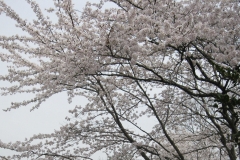 Photo Gallery